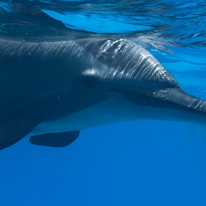 dauphins en randonnée palmée