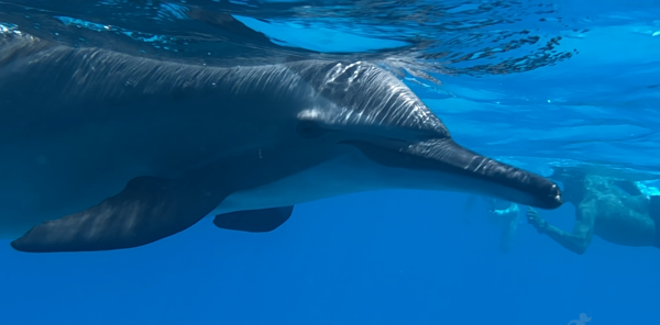 dauphins en randonnée palmée