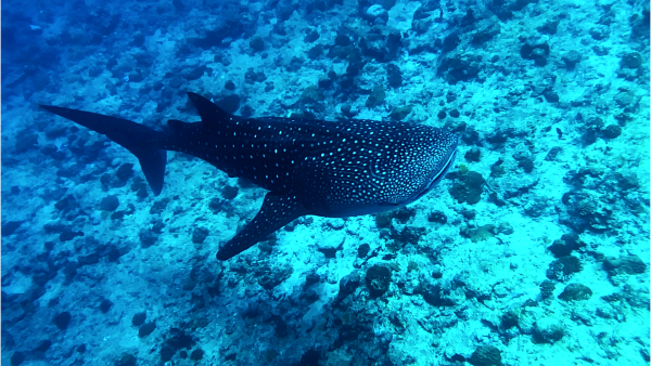 requin baleine
