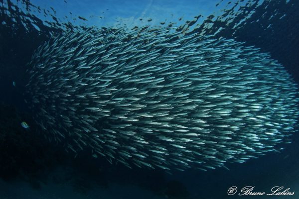 banc de poissons Egypte