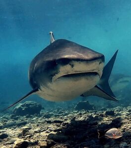 Croisière plongée aux Maldives - Itinéraire Grand Sud