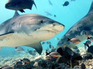 Croisière plongée aux Maldives - Itinéraire plein Sud, un concentré de requins