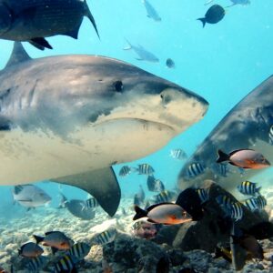 plongée au coeur des requins marteaux à Fuvahmulah, au sud des Maldives