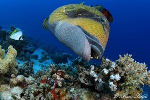 Croisière plongée ou randonnée palmée en Egypte - Itinéraire Nord Tiran