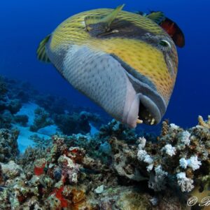 mer rouge nord tiran