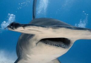 Croisière plongée aux Maldives - Itinéraire grand Sud, un concentré de requins